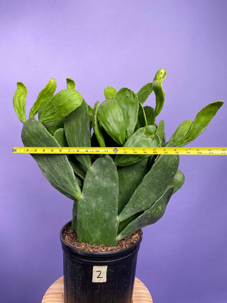 Prickly Pear Cactus (Spineless) - 10" Pot