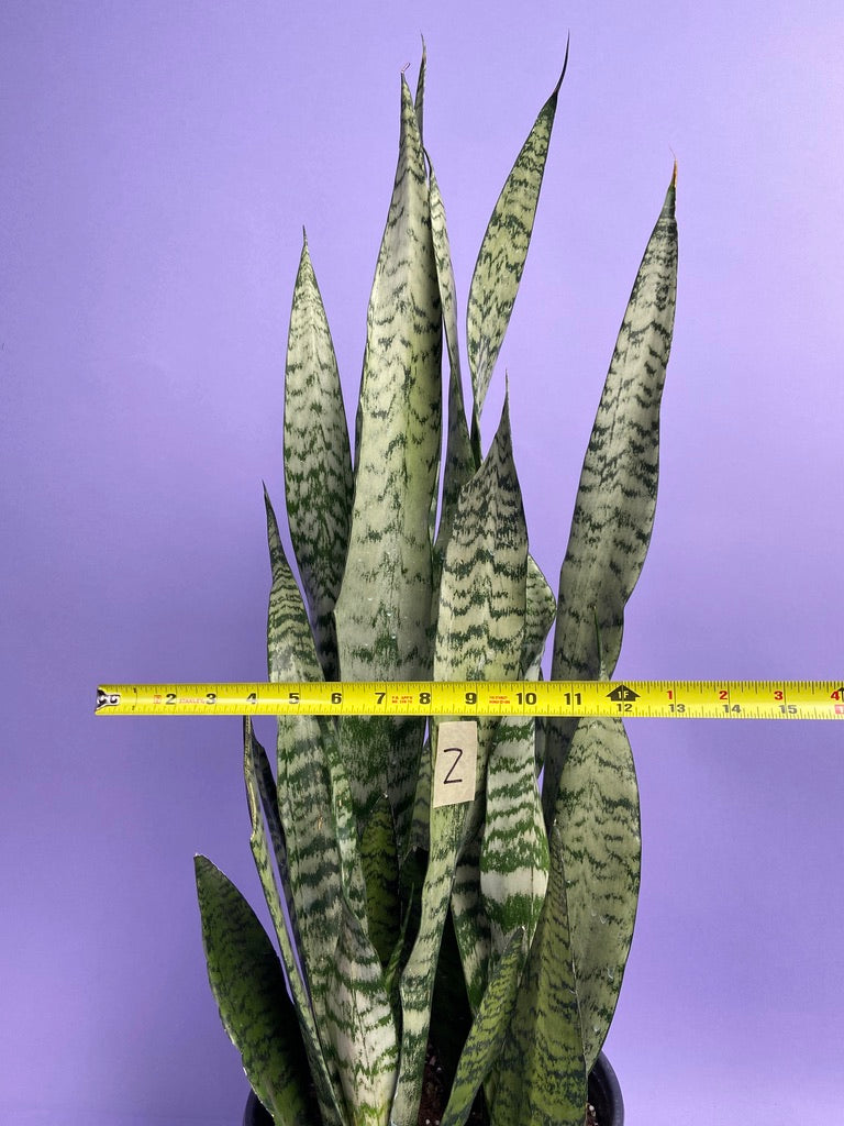 Sansevieria Zeylanica (Snake Plant) - 10" Pot