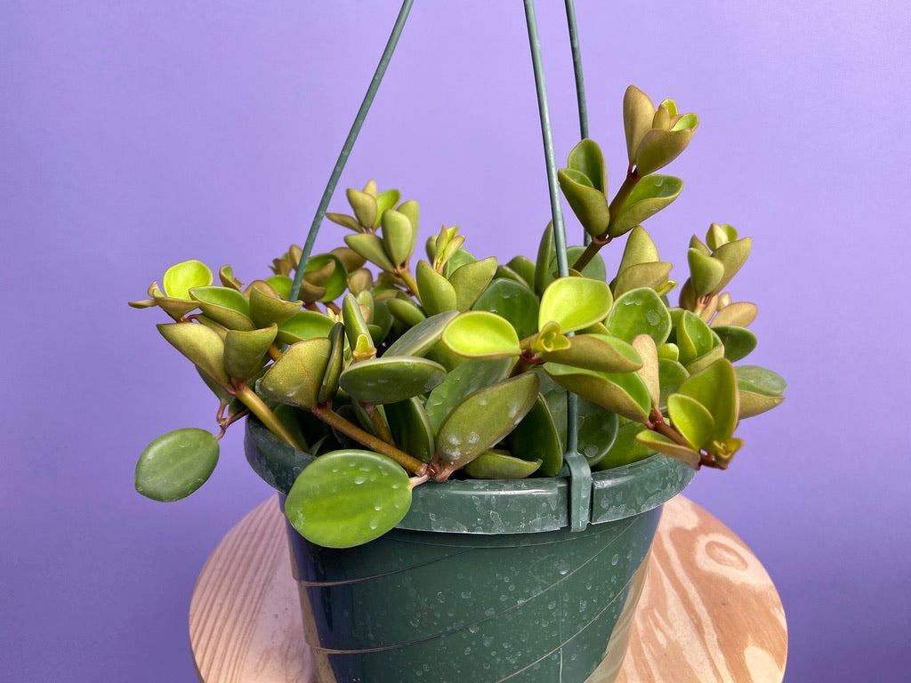Peperomia "Hope" - 8"