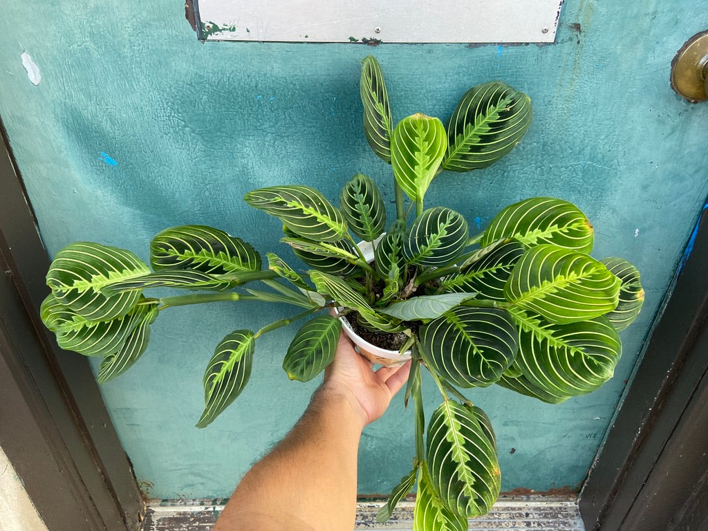 Maranta "Lemon Lime" - 6"