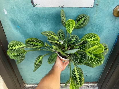 Maranta "Lemon Lime" - 6"