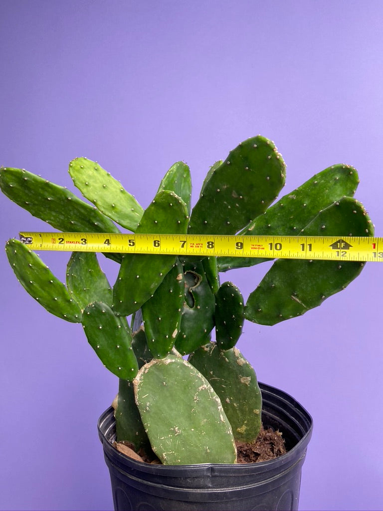 Prickly Pear Cactus (Spineless) - 10" Pot