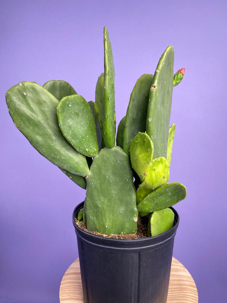 Prickly Pear Cactus (Spineless) - 10" Pot