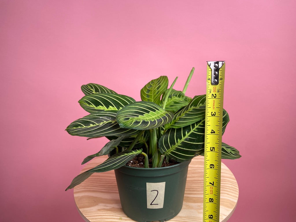 Maranta "Lemon Lime" - 6"
