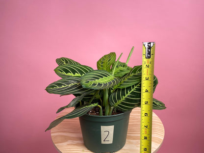 Maranta "Lemon Lime" - 6"