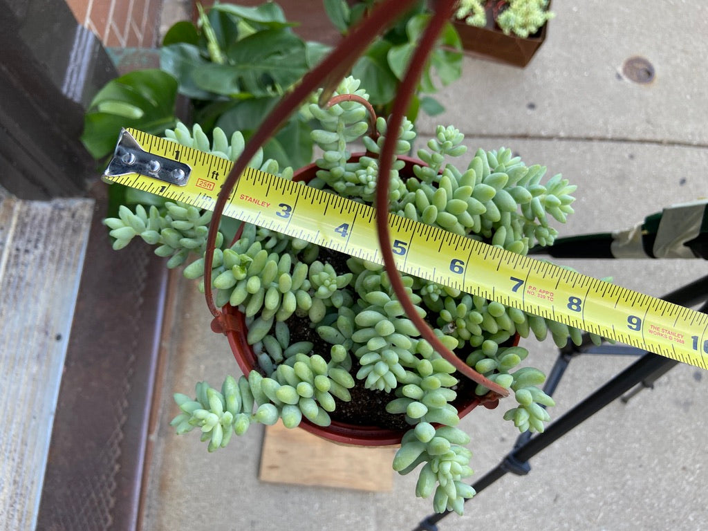 Sedum Burro's Tail - 6"