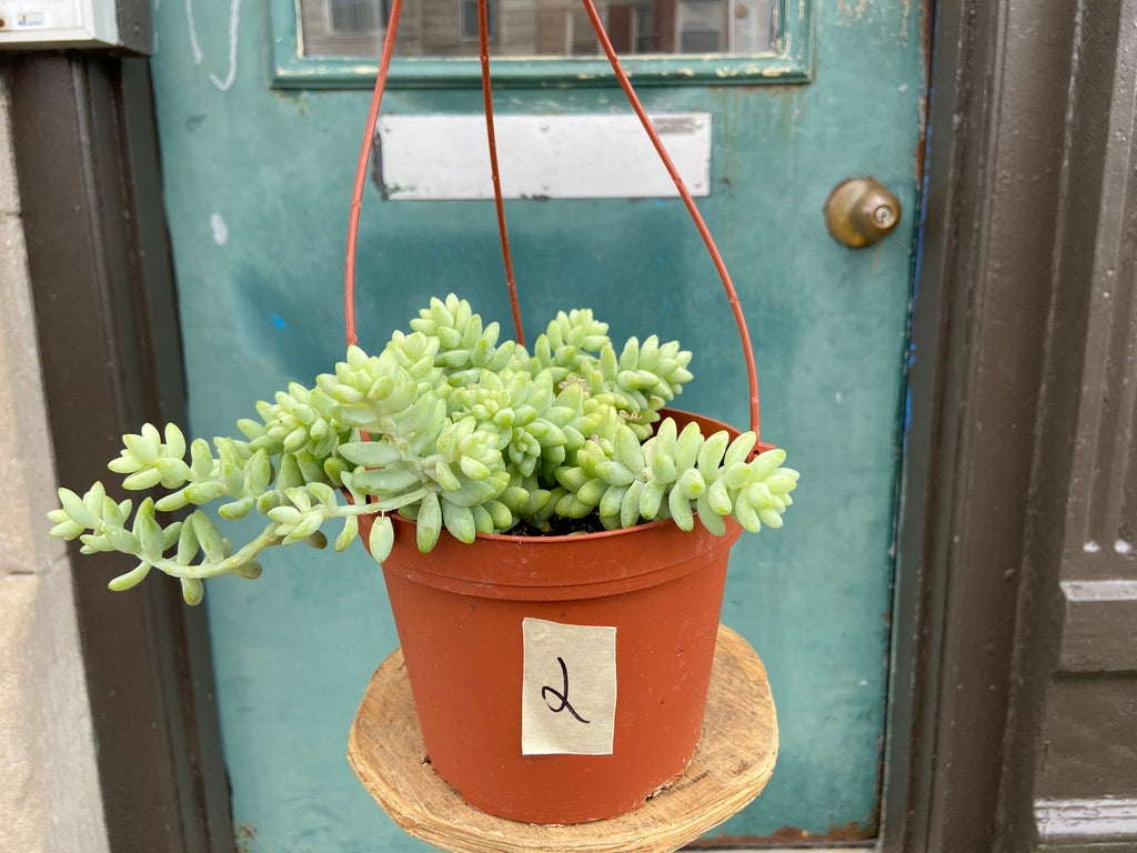 Sedum Burro's Tail - 6"