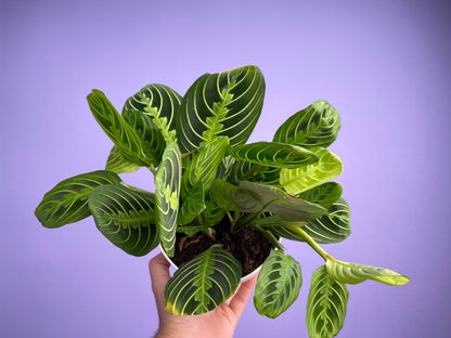 Maranta "Lemon Lime" - 6"