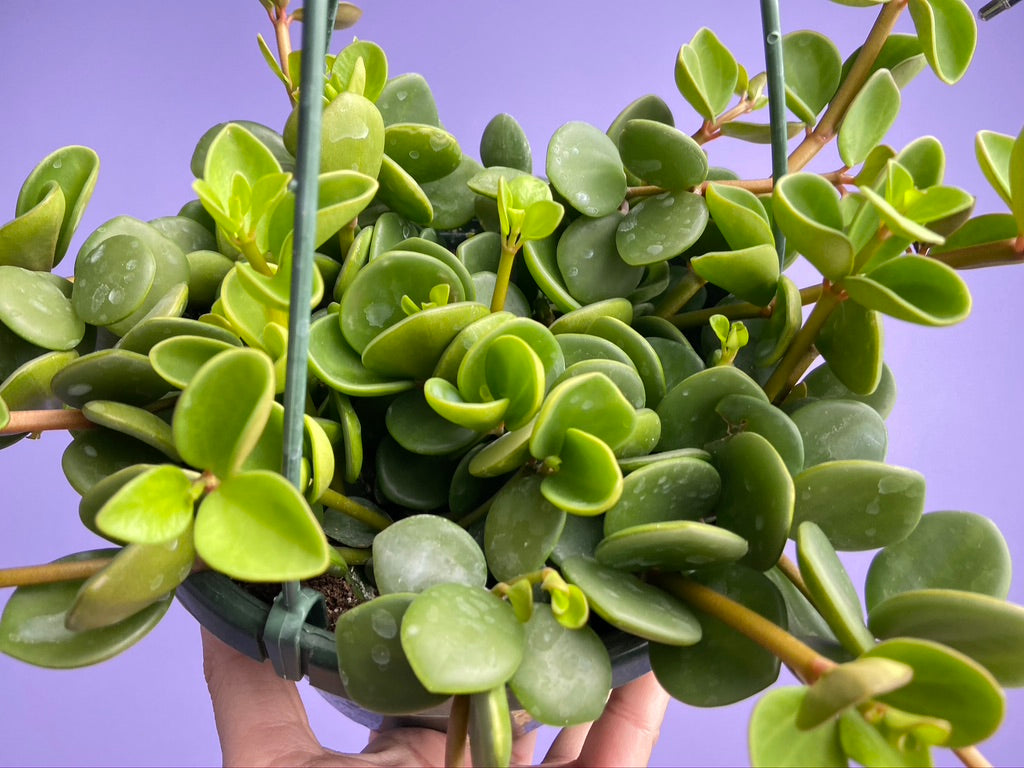 Peperomia "Hope" - 8"
