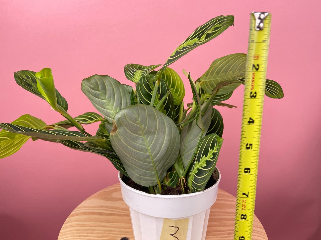 Maranta "Lemon Lime" - 6"
