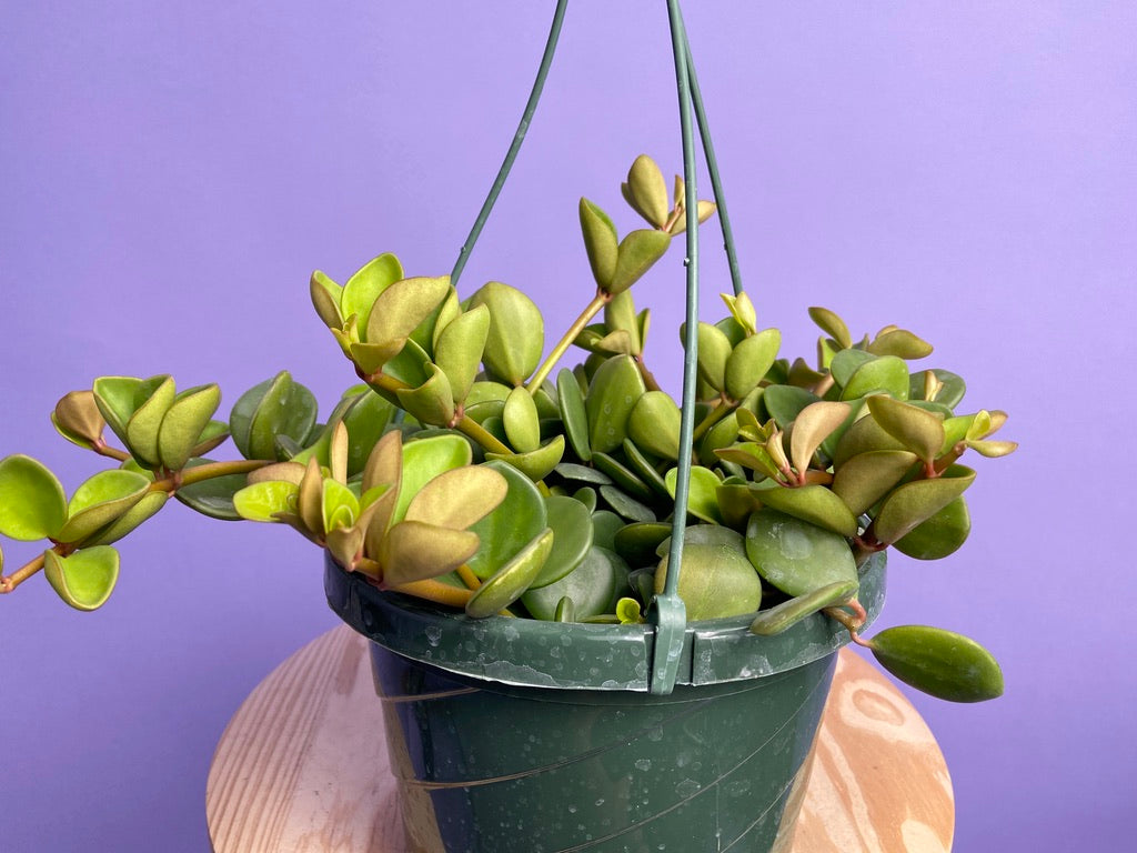 Peperomia "Hope" - 8"