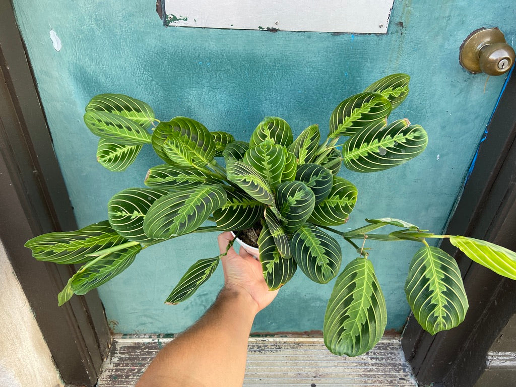 Maranta "Lemon Lime" - 6"