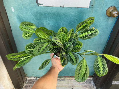 Maranta "Lemon Lime" - 6"