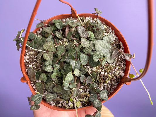 String of Hearts (Ceropegia woodii) - 6"