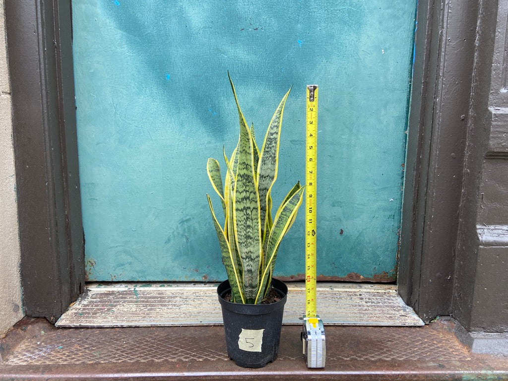 Sansevieria Laurentii (Snake Plant) - 6" Pot