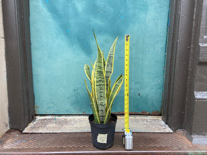 Sansevieria Laurentii (Snake Plant) - 6" Pot