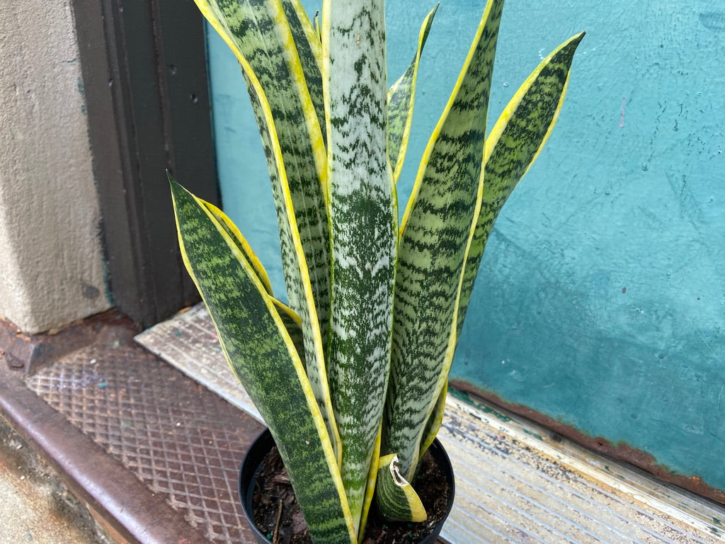Sansevieria Laurentii (Snake Plant) - 6" Pot