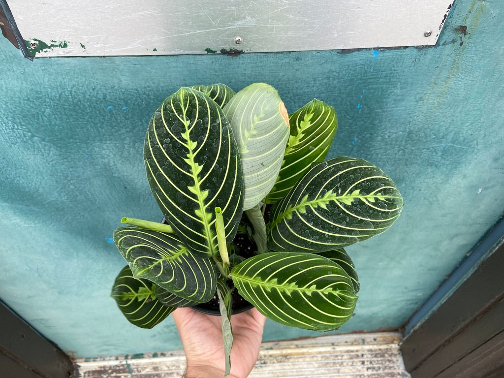 Maranta "Lemon Lime" - 6"
