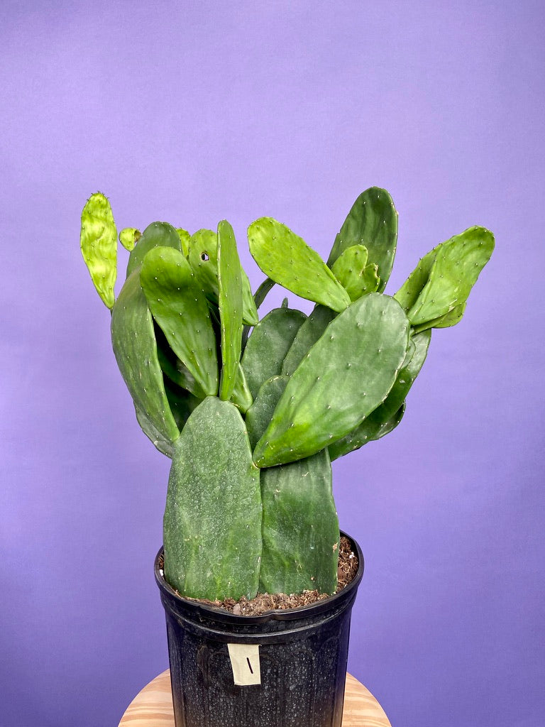 Prickly Pear Cactus (Spineless) - 10" Pot