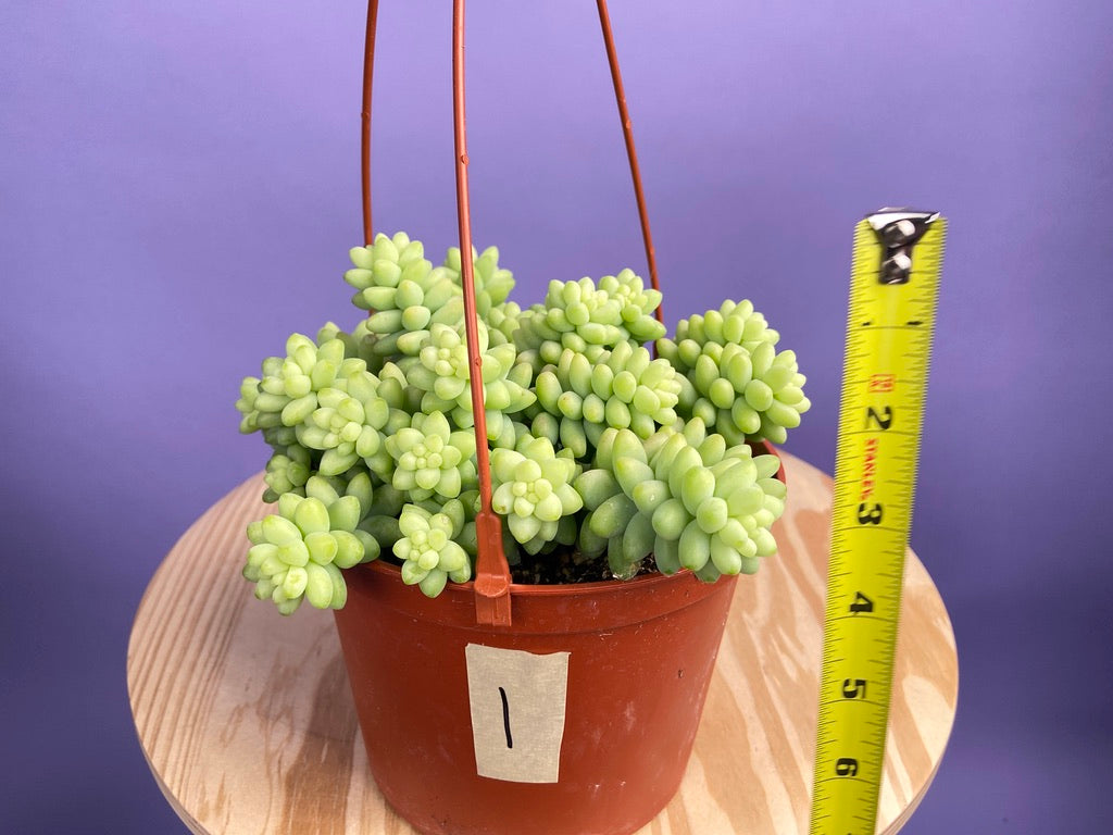 Sedum Burro's Tail - 6"