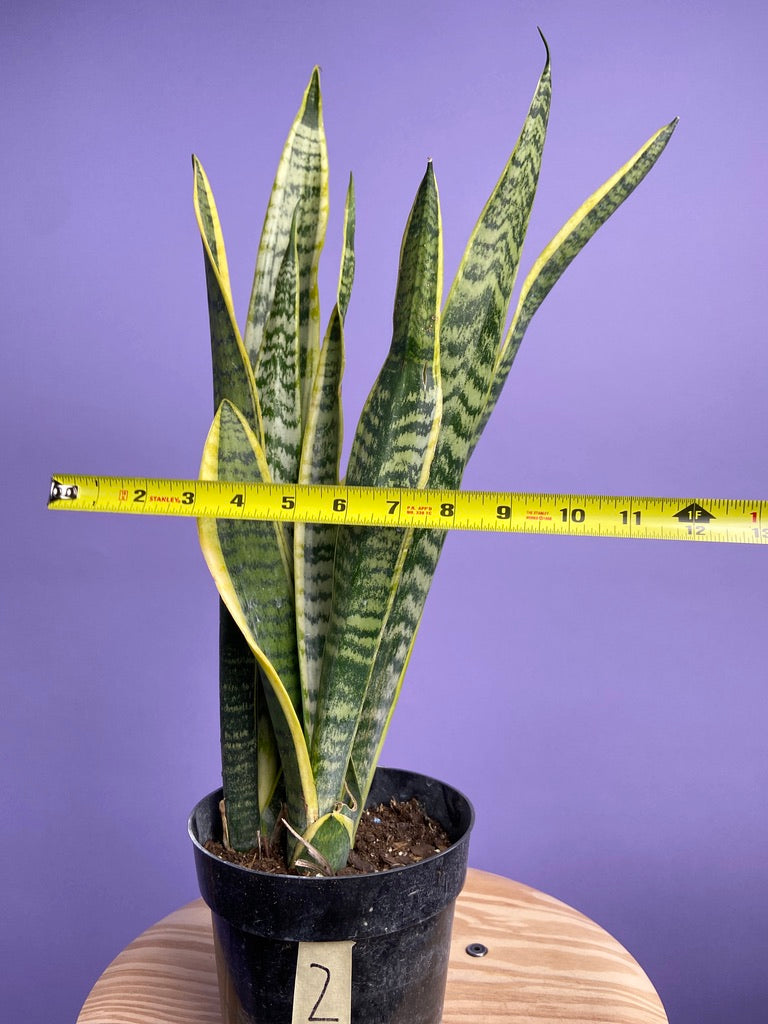 Sansevieria Laurentii (Snake Plant) - 6" Pot