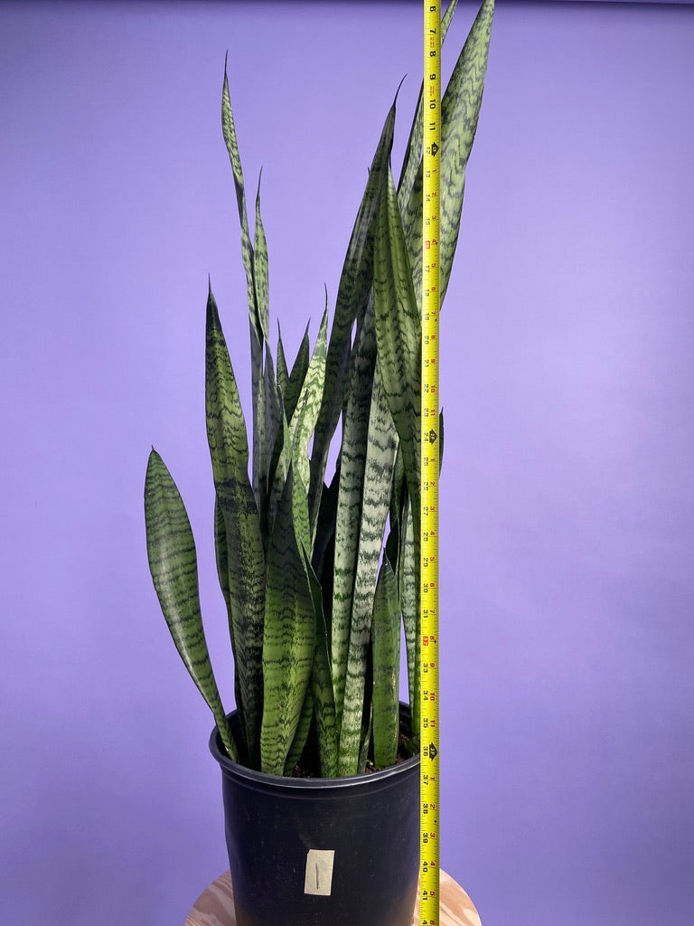 Sansevieria Zeylanica (Snake Plant) - 10" Pot