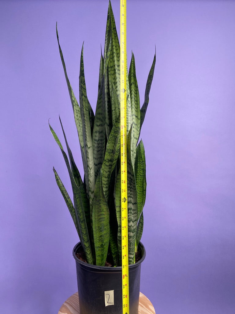 Sansevieria Zeylanica (Snake Plant) - 10" Pot