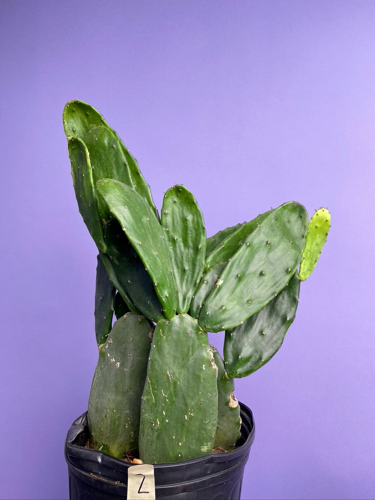 Prickly Pear Cactus (Spineless) - 10" Pot