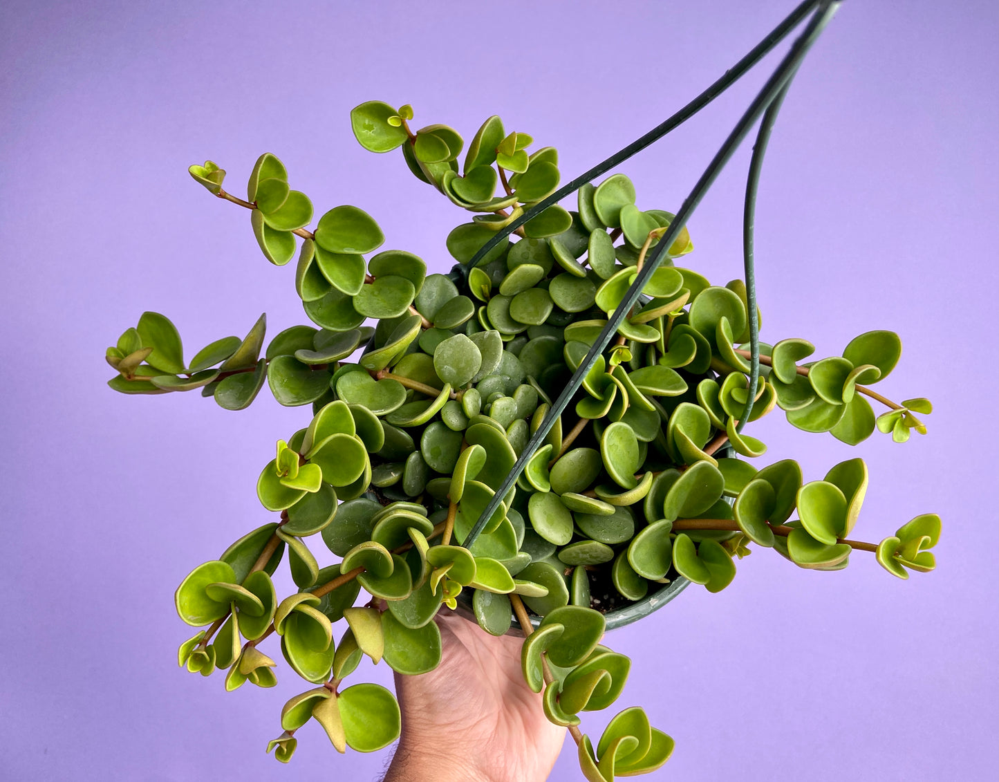 Peperomia "Hope" - 8"
