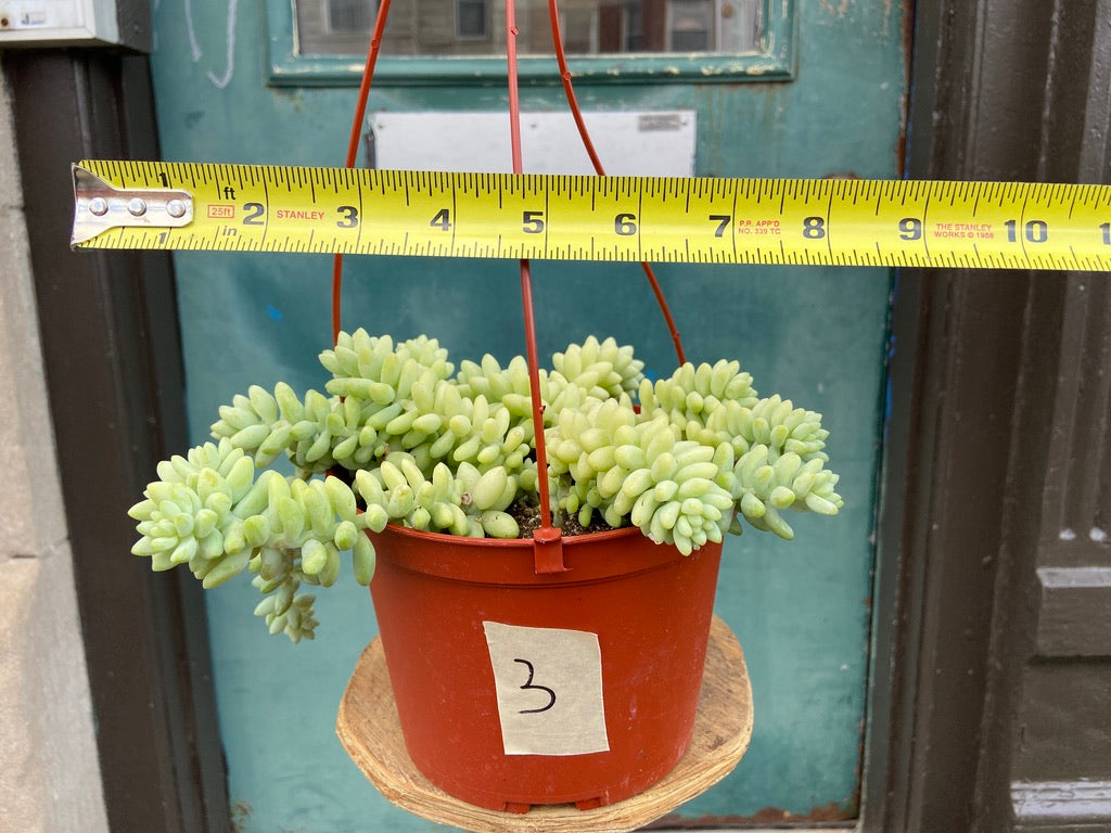 Sedum Burro's Tail - 6"