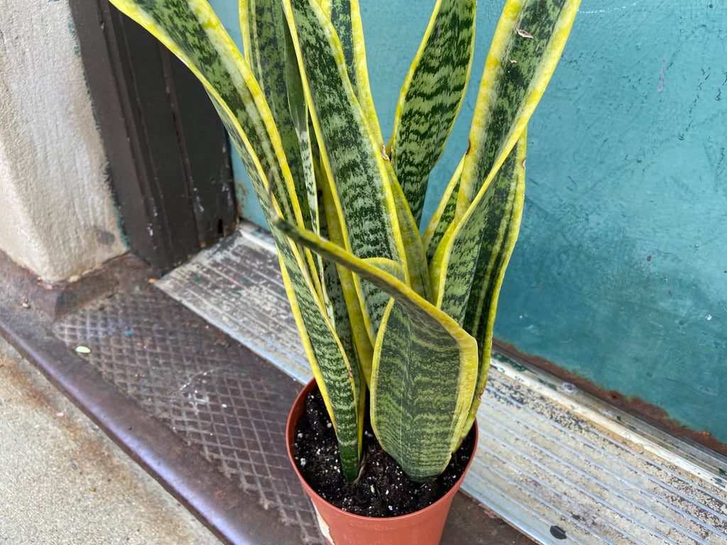 Sansevieria Laurentii (Snake Plant) - 6" Pot