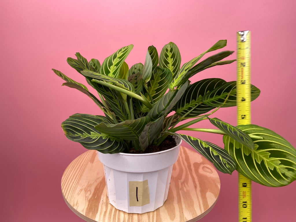 Maranta "Lemon Lime" - 6"