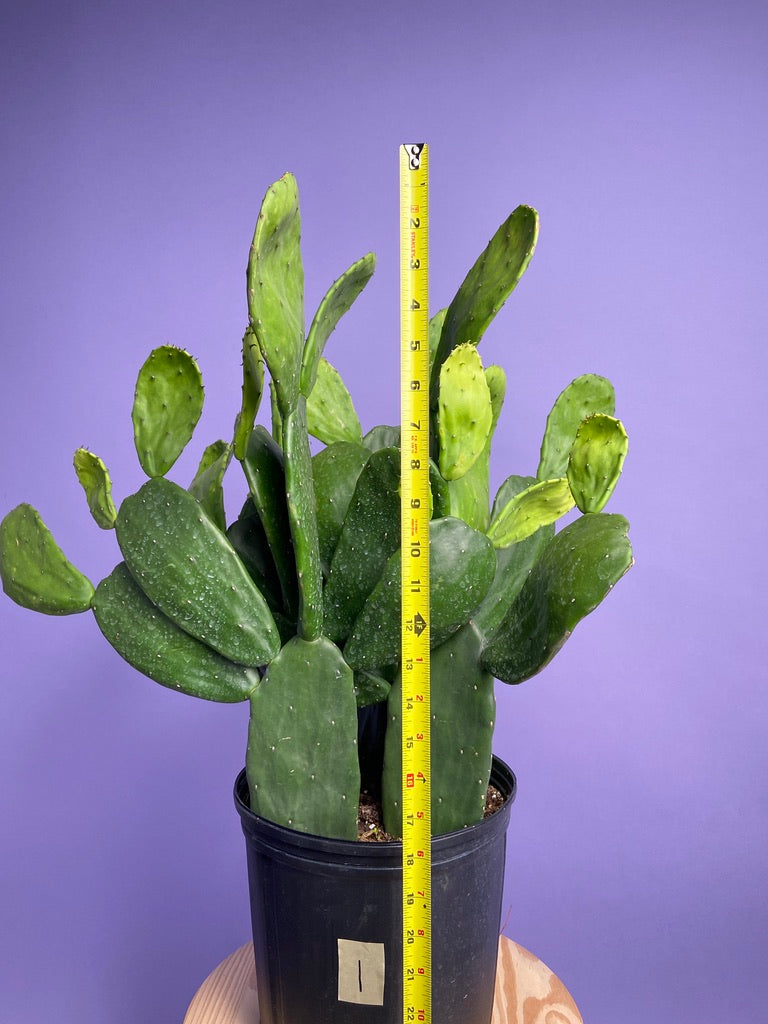 Prickly Pear Cactus (Spineless) - 10" Pot