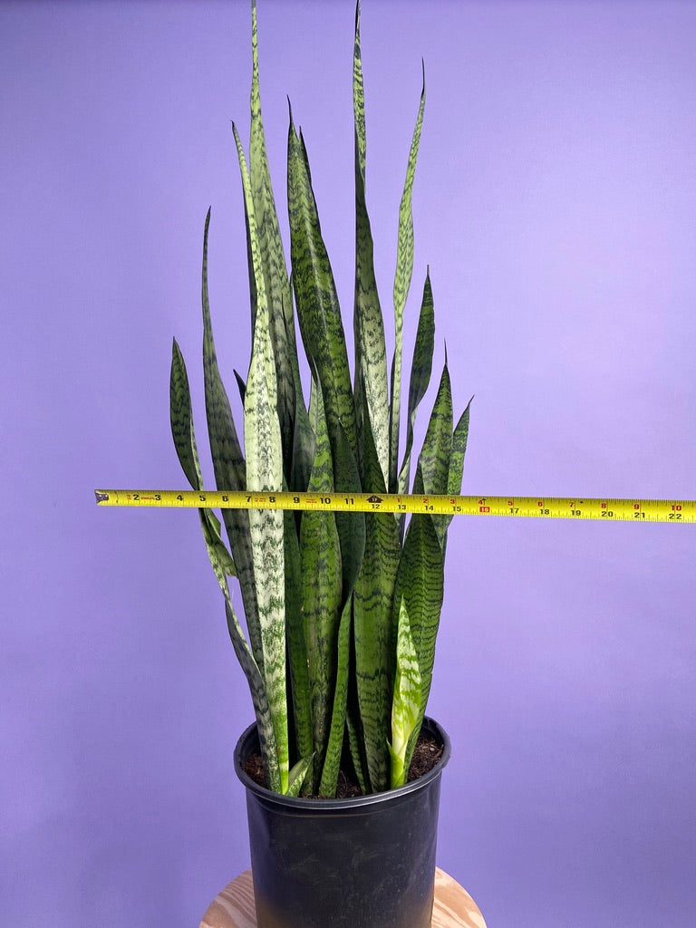 Sansevieria Zeylanica (Snake Plant) - 10" Pot