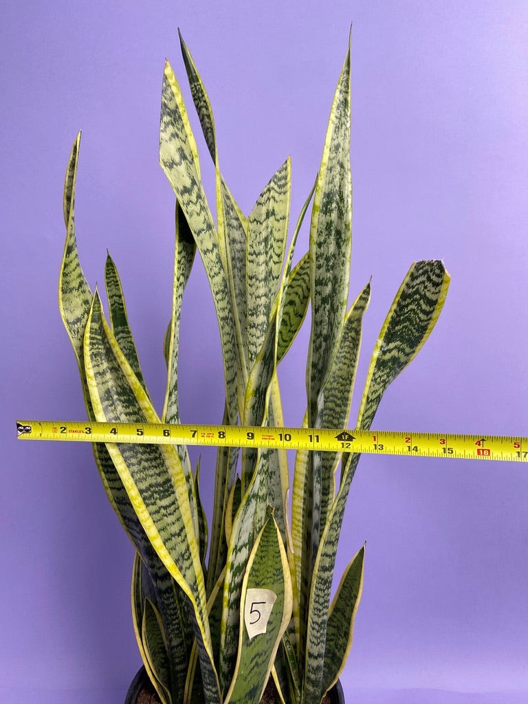 Sansevieria Laurentii (Snake Plant) - 10" Pot