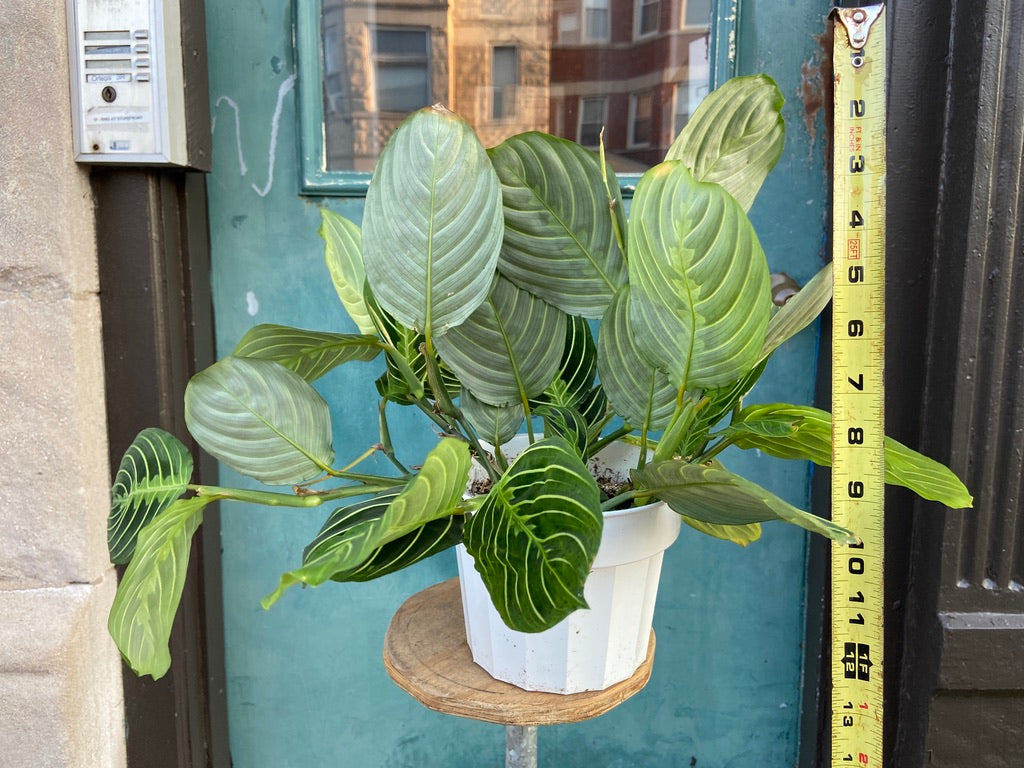 Maranta "Lemon Lime" - 6"