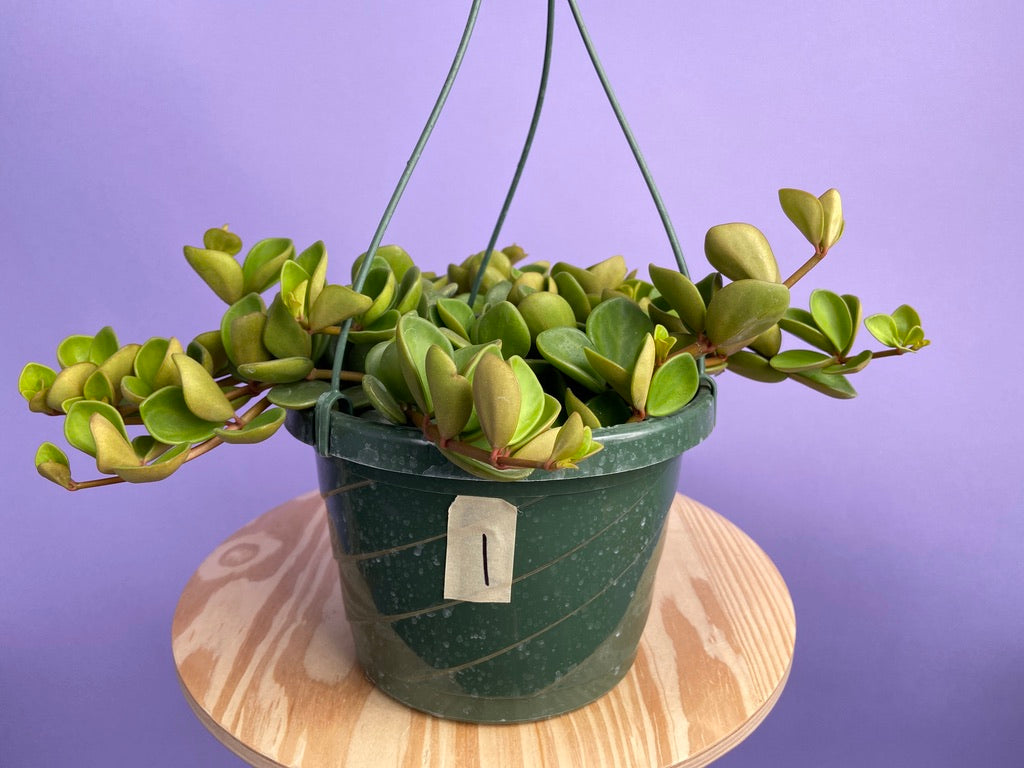 Peperomia "Hope" - 8"