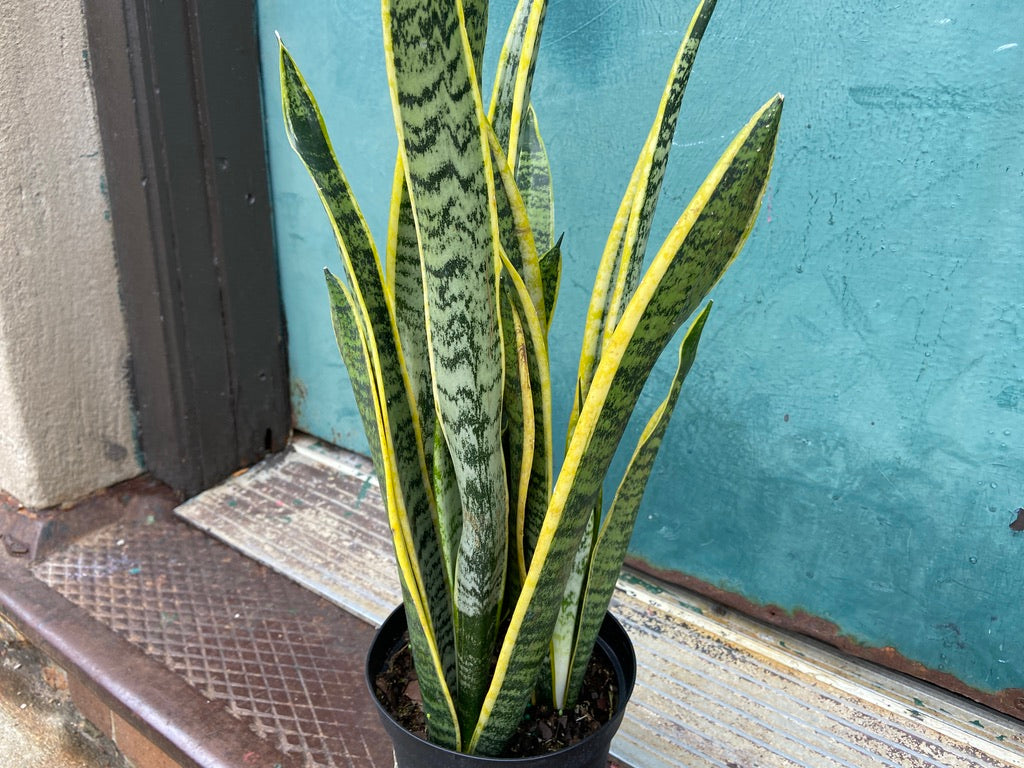 Sansevieria Laurentii (Snake Plant) - 6" Pot
