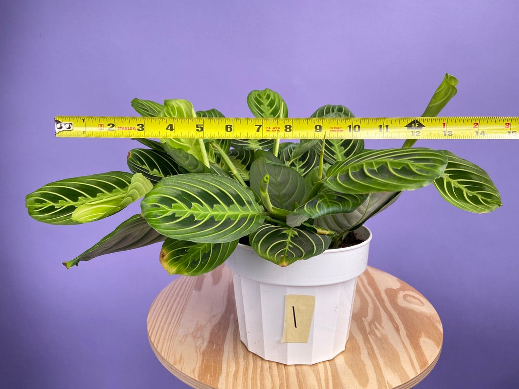 Maranta "Lemon Lime" - 6"