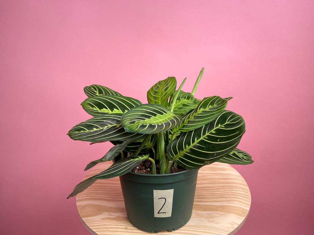 Maranta "Lemon Lime" - 6"