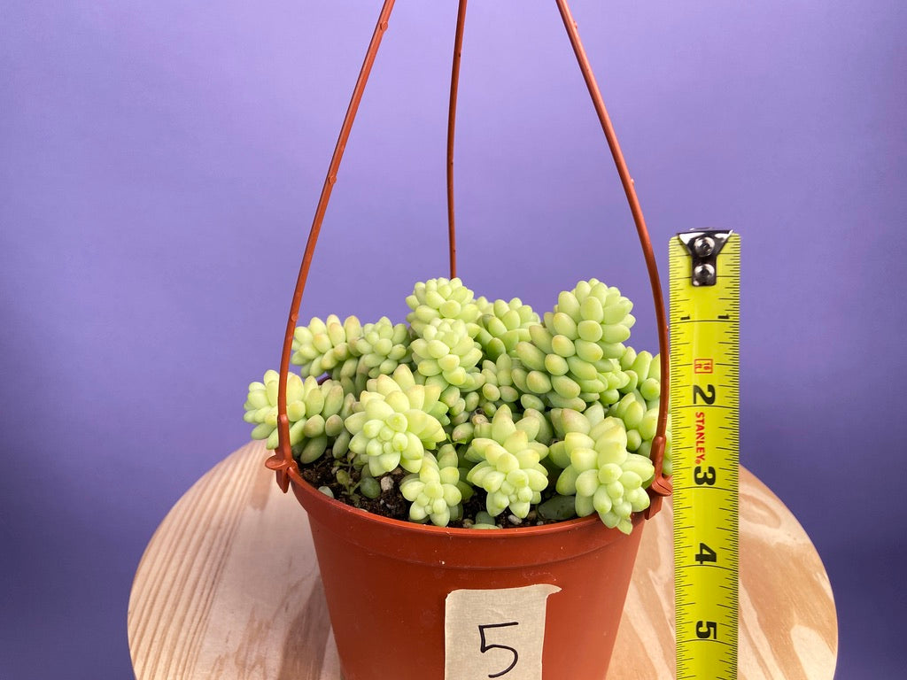 Sedum Burro's Tail - 6"