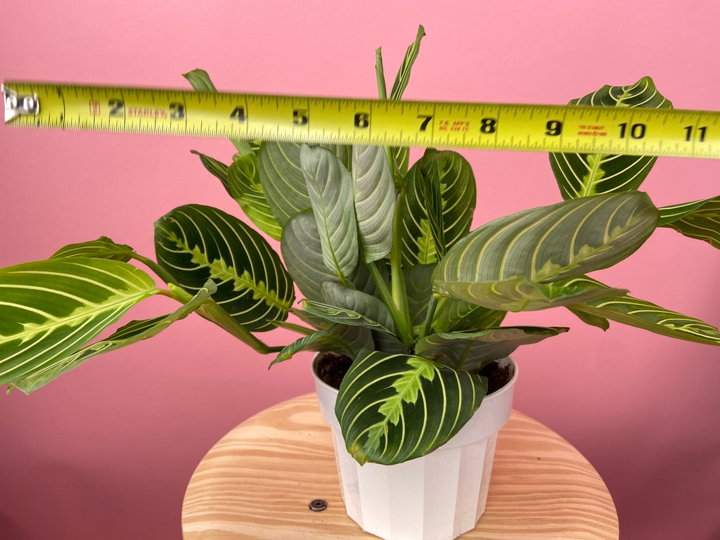 Maranta "Lemon Lime" - 6"
