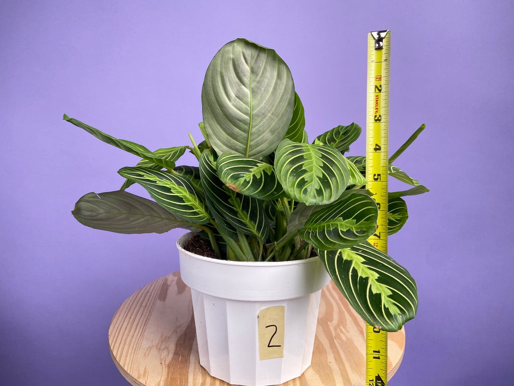 Maranta "Lemon Lime" - 6"