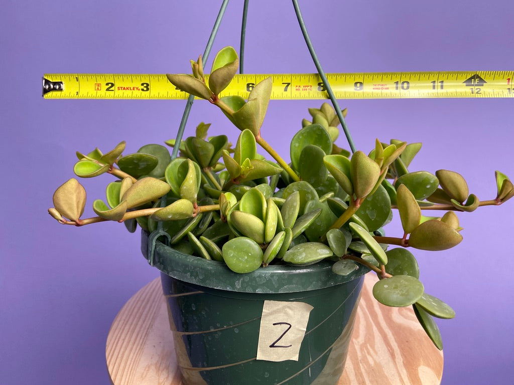 Peperomia "Hope" - 8"