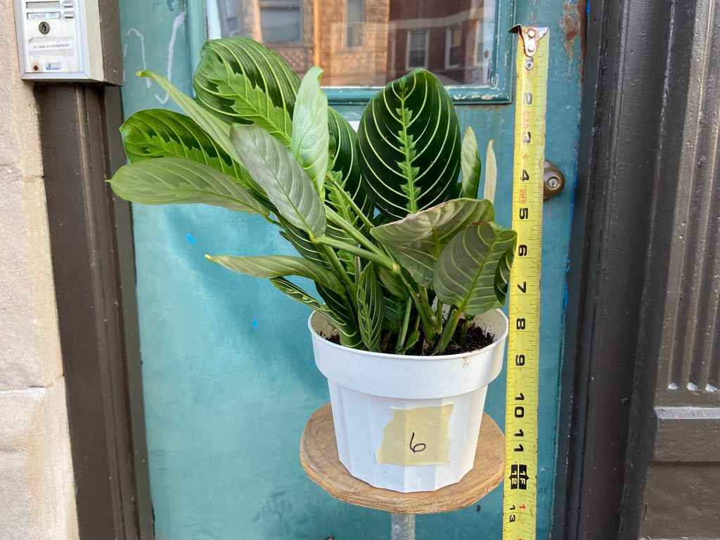 Maranta "Lemon Lime" - 6"