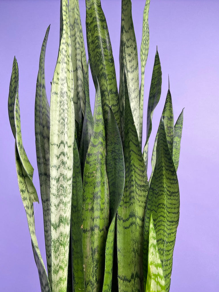 Sansevieria Zeylanica (Snake Plant) - 10" Pot
