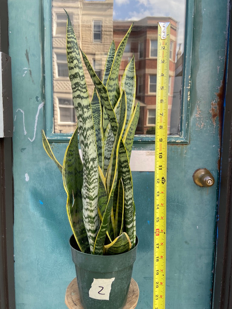 Sansevieria Laurentii (Snake Plant) - 6" Pot