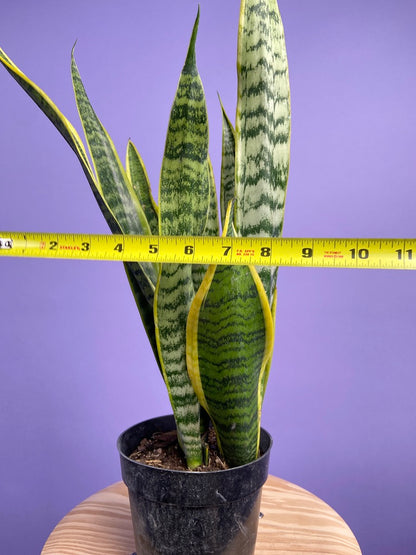 Sansevieria Laurentii (Snake Plant) - 6" Pot