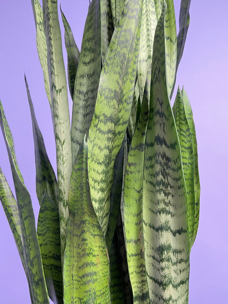 Sansevieria Zeylanica (Snake Plant) - 10" Pot
