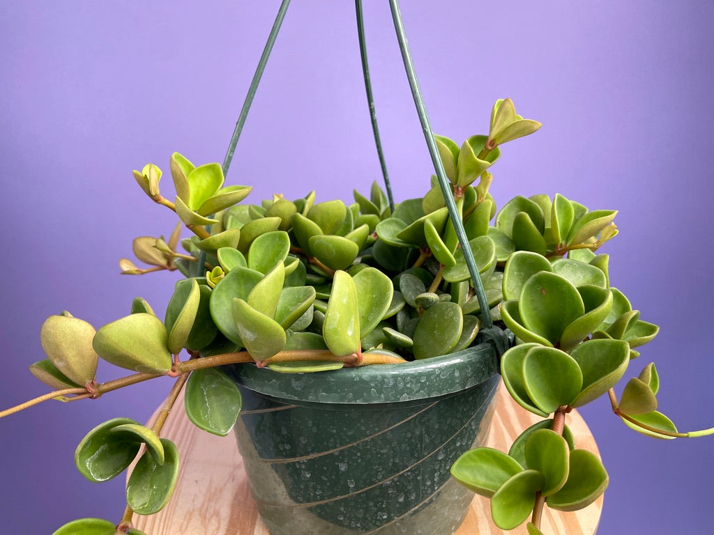Peperomia "Hope" - 8"